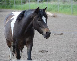 Pferd Lynn (Pinto/Pony, 2010, von Shayan)