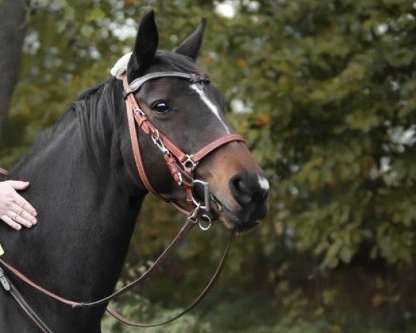 Pferd Sacre Croix (British Sport Horse, 2006, von Aubrillo)