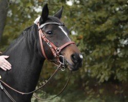 horse Sacre Croix (British Sport Horse, 2006, from Aubrillo)