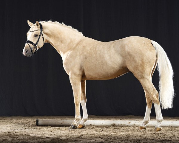 dressage horse Date Cracker (German Riding Pony, 2019, from Dating At NRW)