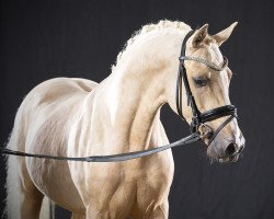 stallion Dein ganzes Glück AT (German Riding Pony, 2019, from Dating At NRW)