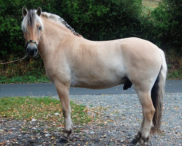 horse Kaliv (Fjord Horse, 2010, from Kelvin)