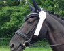 dressage horse Senor Skalli (Westphalian, 2006, from Sandro Bedo)