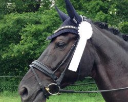 dressage horse Senor Skalli (Westphalian, 2006, from Sandro Bedo)