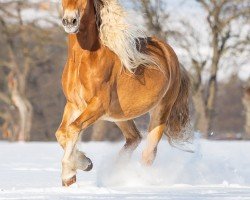 broodmare Ulmetta (Edelbluthaflinger, 2011, from Wellington (5,08% ox))