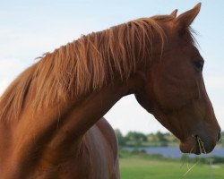 broodmare Rhapsodie in Red (Bavarian, 2012, from Rivero II)