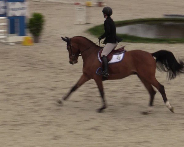 Reitturnier Balve-Wocklum 2024