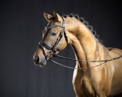 horse Drachenjäger (Deutsches Reitpony, 2018, from Kastanienhof Donnertrommler)