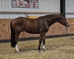 Springpferd Charming Boy 73 (Hannoveraner, 2019, von Cashmere)