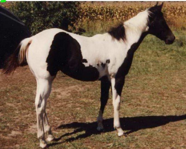 Zuchtstute Smokie Sahara (Paint Horse, 1985, von Hank-a-Chief)