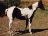Zuchtstute Smokie Sahara (Paint Horse, 1985, von Hank-a-Chief)