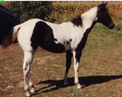 Zuchtstute Smokie Sahara (Paint Horse, 1985, von Hank-a-Chief)