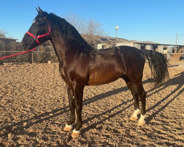 horse Atila CA (Pura Raza Espanola (PRE), 2012, from Chileno Escalera JL)