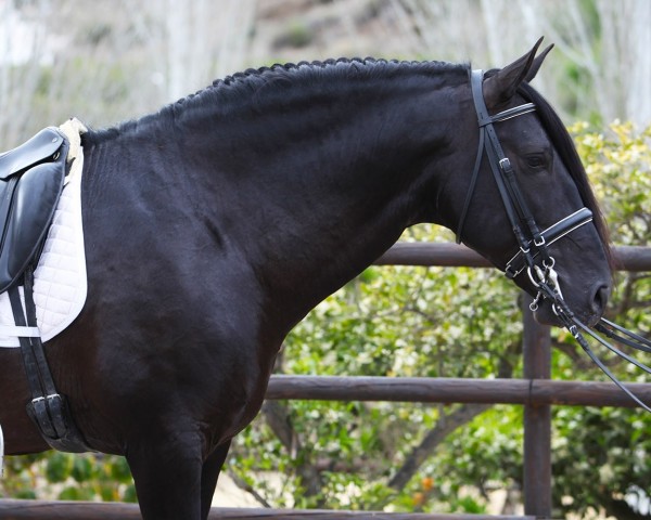 horse Chileno Escalera JL (Pura Raza Espanola (PRE), 2006, from Obcecado)