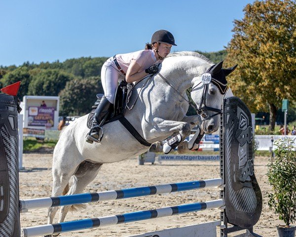 Springpferd Cordula Grün 14 (Holsteiner, 2017, von Catch)