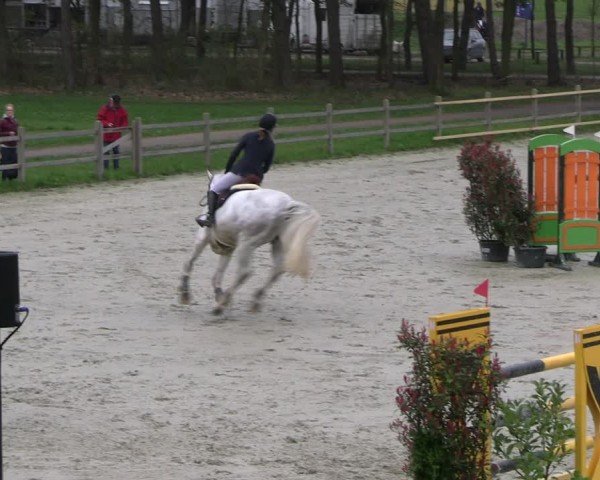 Reitturnier Westergellersen 2024