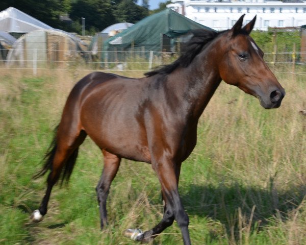 Dressurpferd Lotta (Deutsches Reitpony, 2010, von Don Pedro)