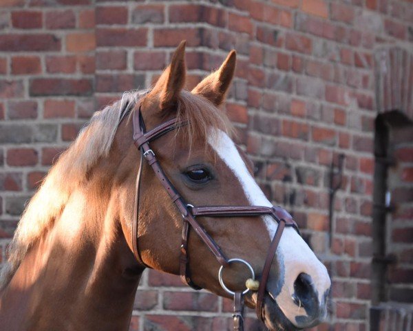 broodmare Louise (German Sport Horse, 2011, from Limasol)