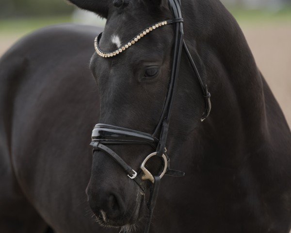 dressage horse Nando SD (German Riding Pony, 2021, from Neverland WE)