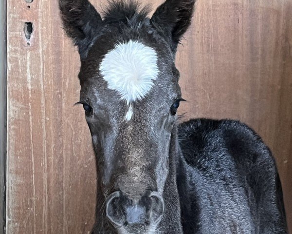 Fohlen von Kimana SD (Deutsches Reitpony, 2024, von Khan)