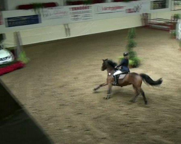 Legdener Ponymeeting 2011