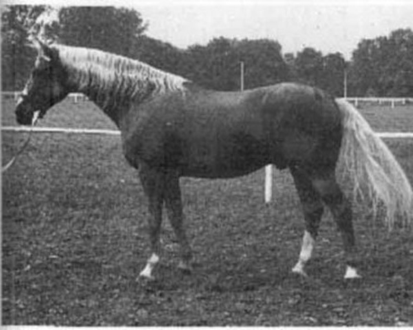 horse Notář (Czech Warmblood, 1965, from Alarm)