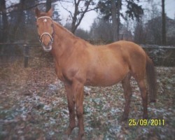 broodmare Silfa (Czech Warmblood, 1982, from Box xx)