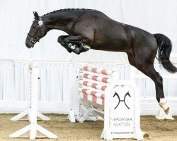 jumper Play With Me (Hanoverian, 2017, from Perigueux)