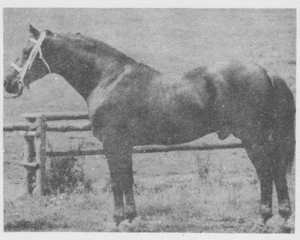 stallion Admetos (Czech Warmblood, 1976, from Almansor)