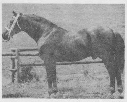 Deckhengst Admetos (Tschechisches Warmblut, 1976, von Almansor)