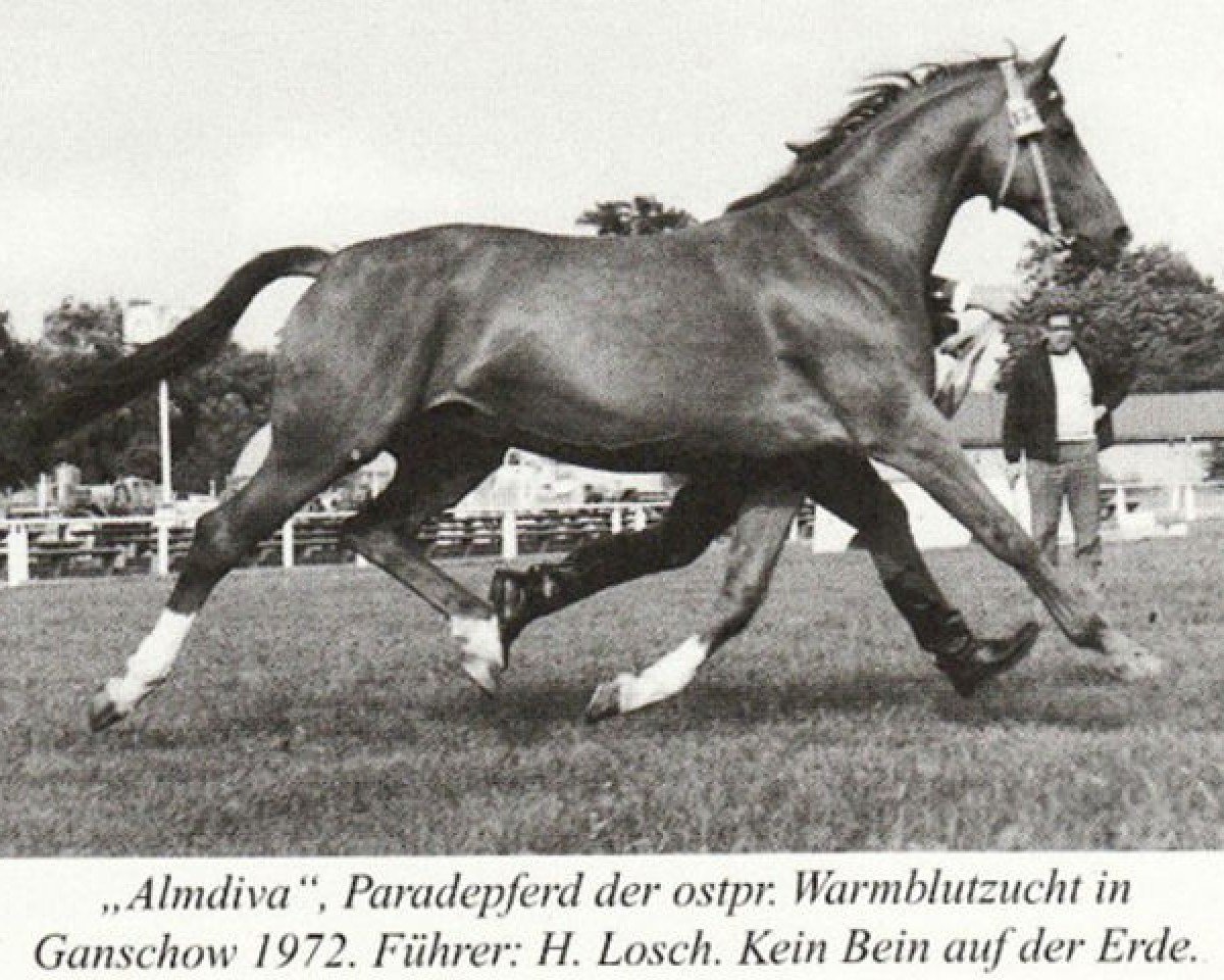 Deckhengst Almanach (Trakehner, 1953, von Abendstern 3972)