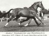 stallion Almanach (Trakehner, 1953, from Abendstern)