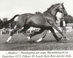 Deckhengst Almanach (Trakehner, 1953, von Abendstern)