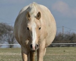 Zuchtstute Čiráda (Tschechisches Warmblut, 2002, von Almhirt týnský)