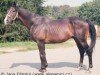 stallion Spring Haven xx (Thoroughbred,  , from African Sky xx)