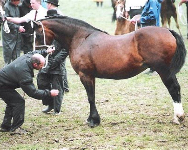 Zuchtstute Cruglwyd Magdalen (Welsh-Cob (Sek. D), 2000, von Ebbw Victor)