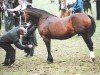 broodmare Cruglwyd Magdalen (Welsh-Cob (Sek. D), 2000, from Ebbw Victor)