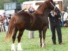 broodmare Cruglwyd Morwena (Welsh-Cob (Sek. D), 1987, from Derwen Replica)