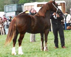 Zuchtstute Cruglwyd Morwena (Welsh-Cob (Sek. D), 1987, von Derwen Replica)