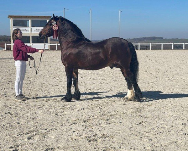 Deckhengst Cruglwyd Guto (Welsh-Cob (Sek. D), 2007, von Coednewydd Comet)