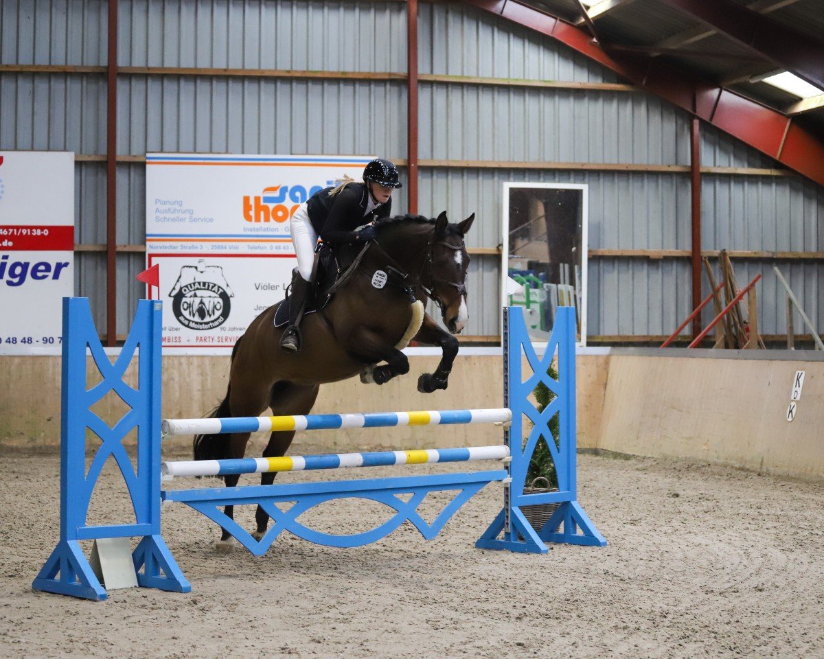 broodmare Serena 76 (Holsteiner, 2015, from Spartacus TN)