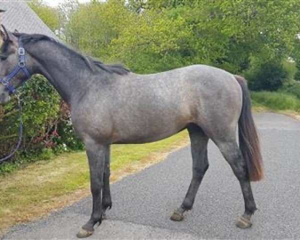 Springpferd Jannick d'Herluin (Selle Français, 2019, von Rockstar de B'Neville)