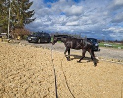 Zuchtstute Anabel (Trakehner, 2016, von Herbstkönig 2)