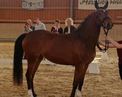 broodmare Kleopatra (German Riding Pony, 2020, from New Classico)