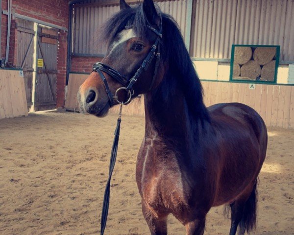 horse Rhoswen Roscoe (Welsh-Cob (Sek. D), 2015, from Parc Lucky Jim)