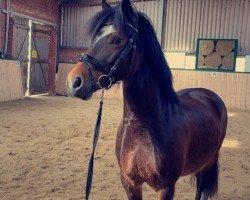 Pferd Rhoswen Roscoe (Welsh-Cob (Sek. D), 2015, von Parc Lucky Jim)