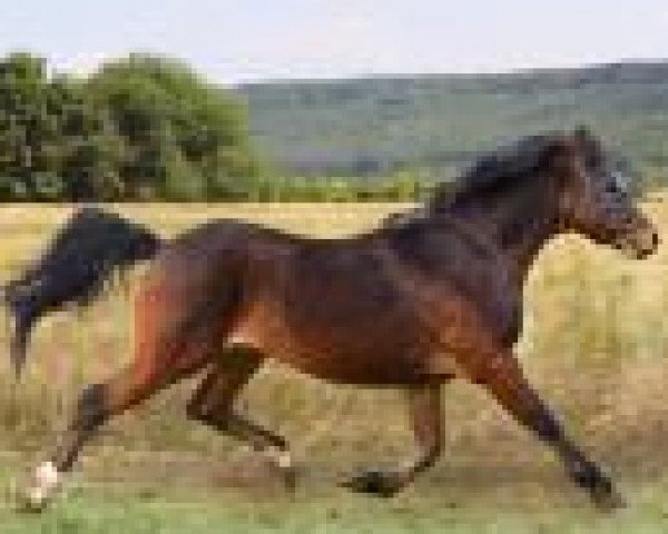 Pferd Breeton Scar (Welsh Pony (Sek.B), 2006, von Willow Tree's Amigo)