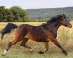 horse Breeton Scar (Welsh-Pony (Section B), 2006, from Willow Tree's Amigo)