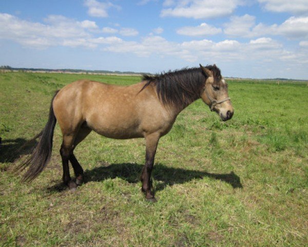broodmare Eikenhorst's Miranda (New Forest Pony, 2010, from Luckington Sportaide)