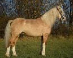 Deckhengst Dillyn Casper (Welsh-Cob (Sek. C), 2013, von Glynteg Double Chester)